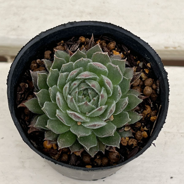 センペルビウム：トムブロン　 2号ポット