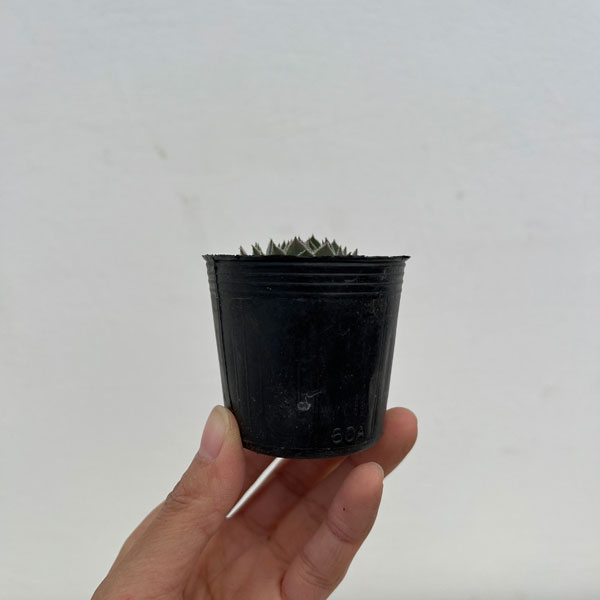 センペルビウム：トムブロン　 2号ポット