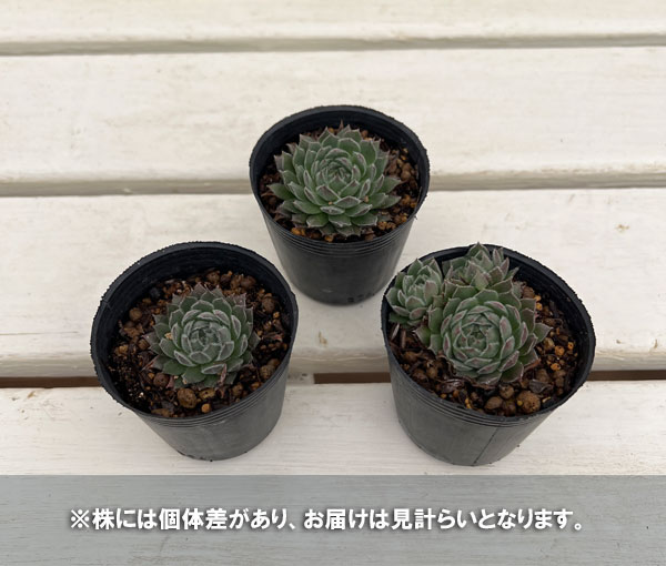 センペルビウム：トムブロン　 2号ポット