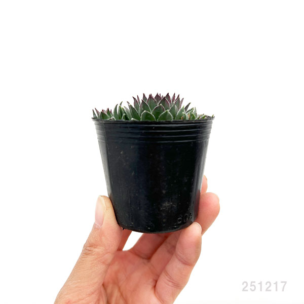 センペルビウム：紅蓮華 2号ポット