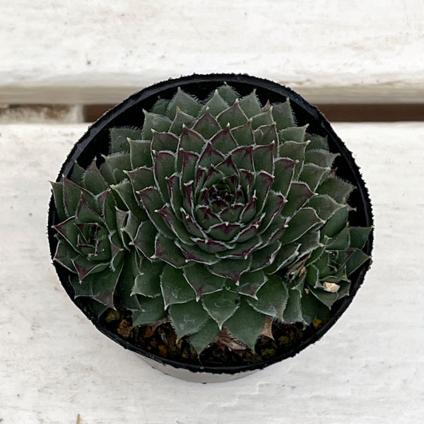 センペルビウム：紅蓮華 2号ポット