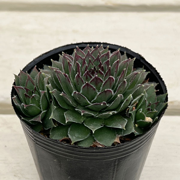 センペルビウム：紅蓮華 2号ポット