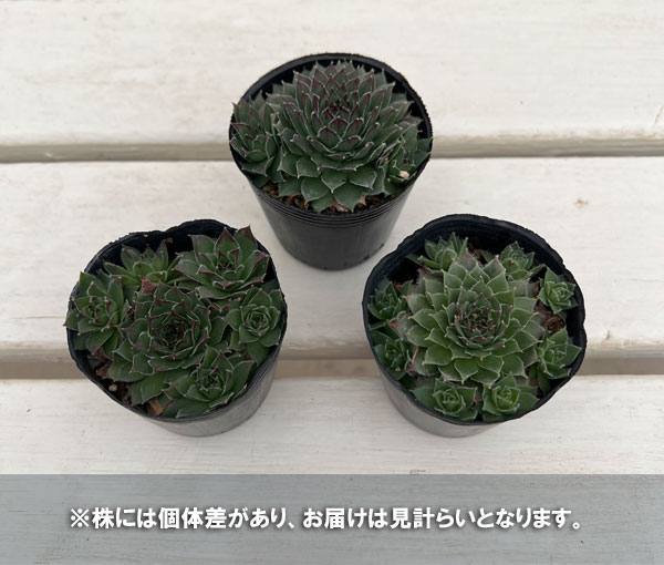 センペルビウム：紅蓮華 2号ポット