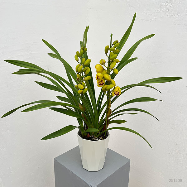 テーブルシンビジウム:ずっと2本立ち 5号鉢植え(皿付き)