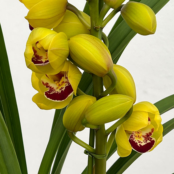 テーブルシンビジウム:ずっと2本立ち 5号鉢植え(皿付き)