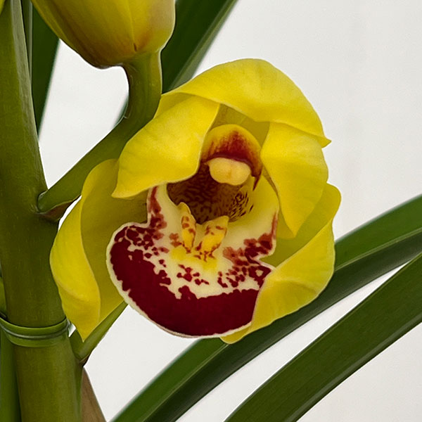 テーブルシンビジウム:ずっと2本立ち 5号鉢植え(皿付き)