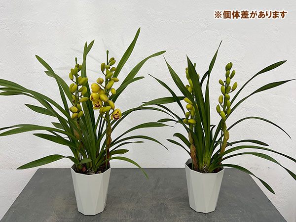 テーブルシンビジウム:ずっと2本立ち 5号鉢植え(皿付き)