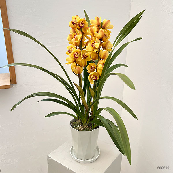 テーブルシンビジウム：ずっと2本立ち　5号鉢植え（皿付き）