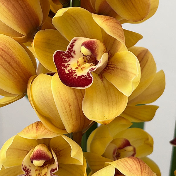 テーブルシンビジウム：ずっと2本立ち　5号鉢植え（皿付き）