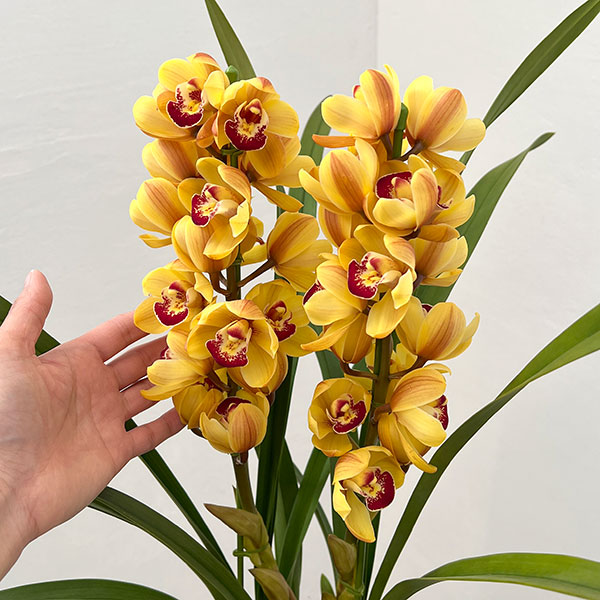 テーブルシンビジウム：ずっと2本立ち　5号鉢植え（皿付き）