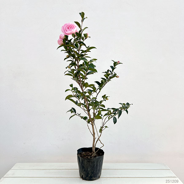 サザンカ（山茶花・寒椿）：乙女（オトメ）5号ポット