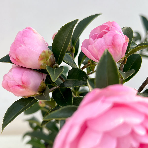 サザンカ（山茶花・寒椿）：乙女（オトメ）5号ポット