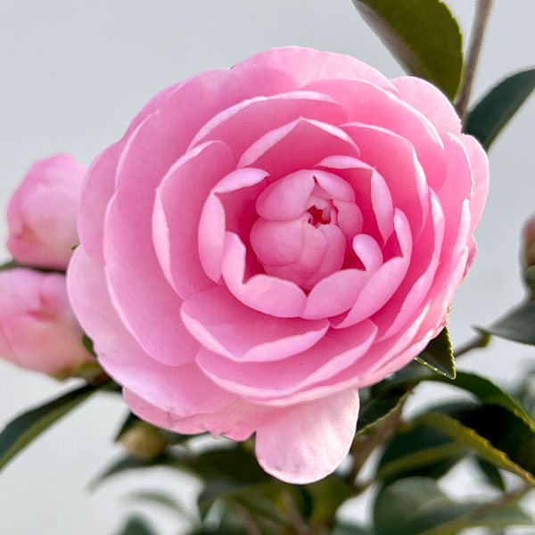 サザンカ（山茶花・寒椿）：乙女（オトメ）5号ポット