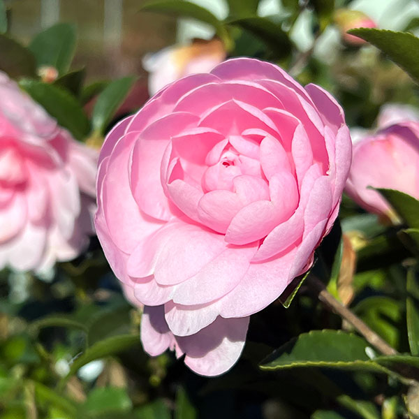 サザンカ（山茶花・寒椿）：乙女（オトメ）5号ポット