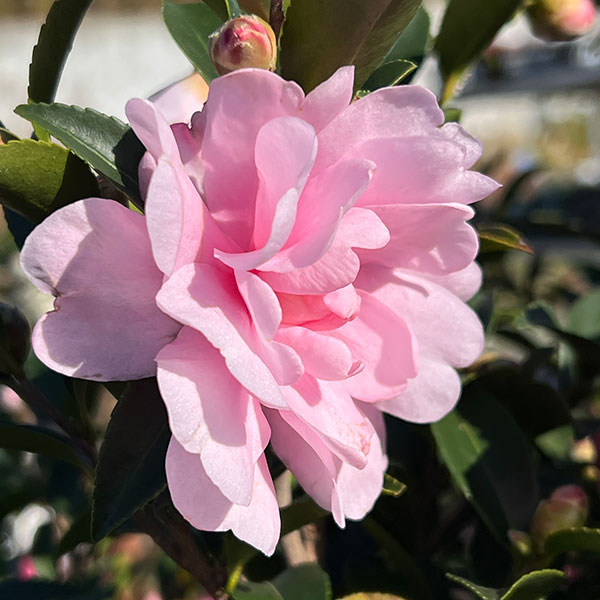 サザンカ（山茶花・寒椿）：乙女（オトメ）5号ポット