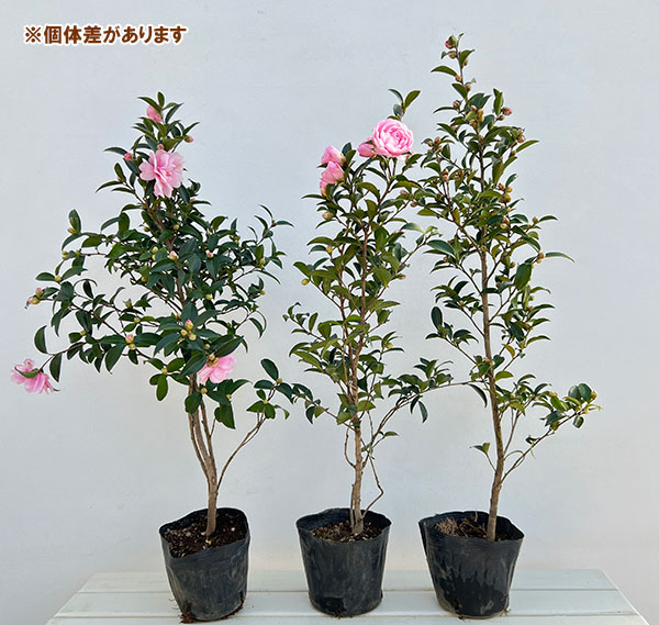 サザンカ（山茶花・寒椿）：乙女（オトメ）5号ポット