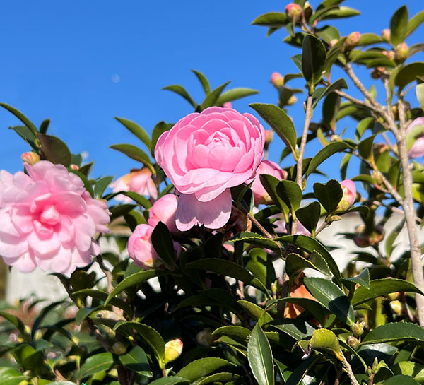 サザンカ（山茶花・寒椿）：乙女（オトメ）5号ポット