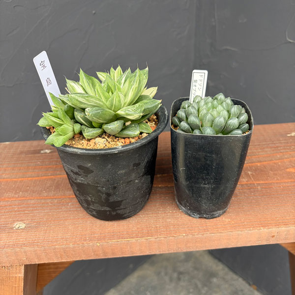 ハオルチア：福袋Aセット（宝島とドドソン紫オブツーサ）