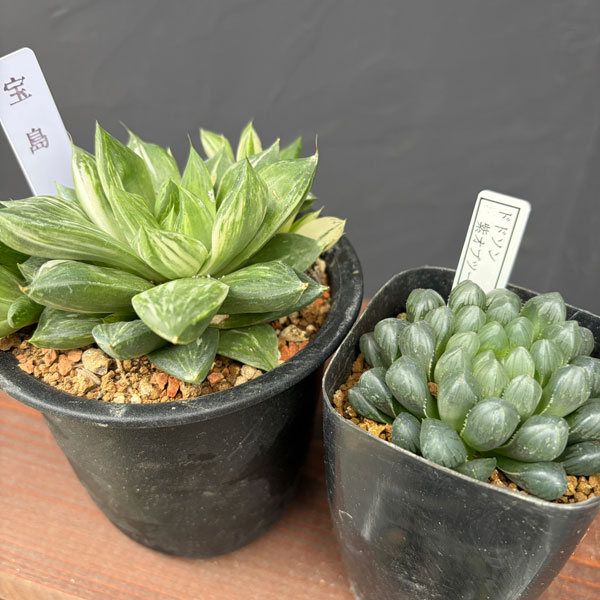 ハオルチア：福袋Aセット（宝島とドドソン紫オブツーサ）