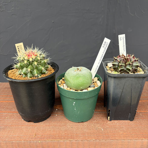 サボテン：福袋Aセット
