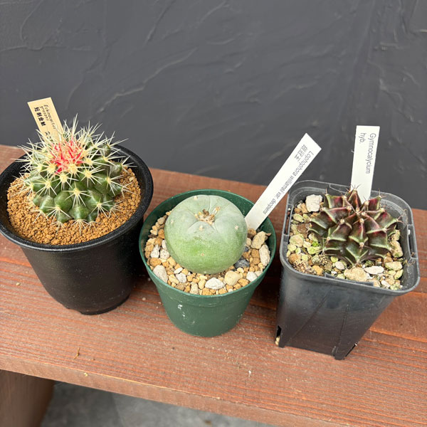 サボテン：福袋Aセット