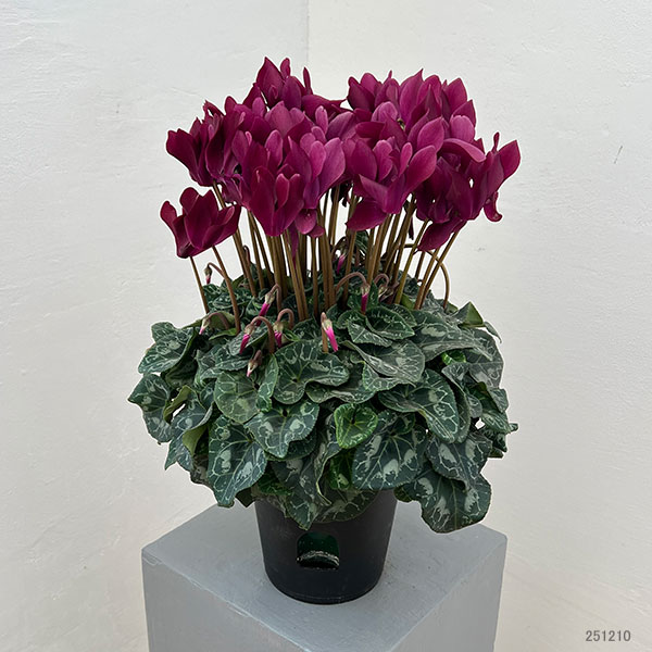 シクラメン:マドモアゼル ブラックレッド5号鉢