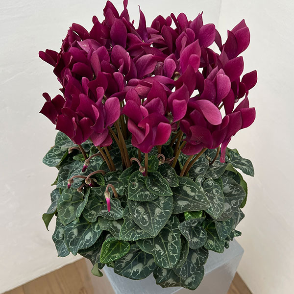 シクラメン:マドモアゼル ブラックレッド5号鉢