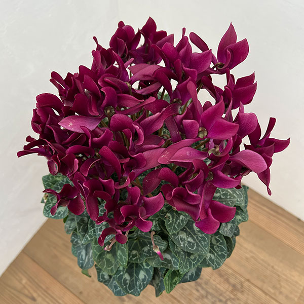 シクラメン:マドモアゼル ブラックレッド5号鉢