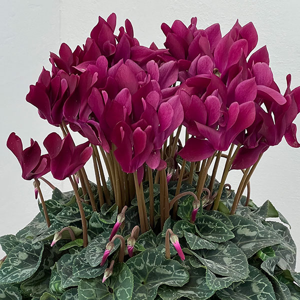 シクラメン:マドモアゼル ブラックレッド5号鉢