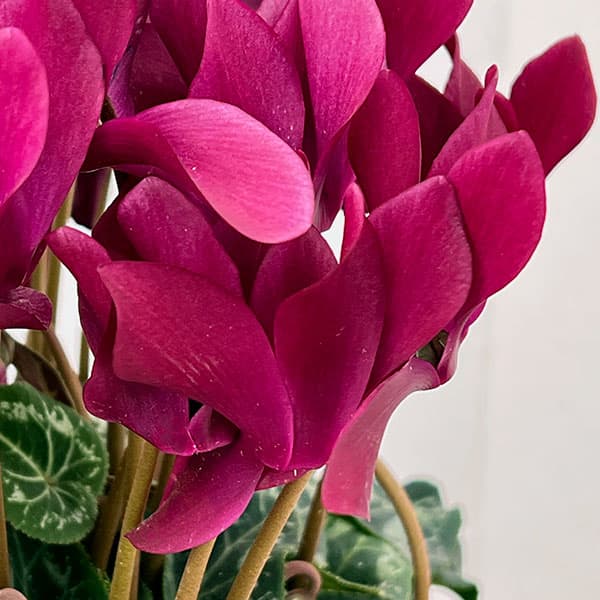 シクラメン:マドモアゼル ブラックレッド5号鉢