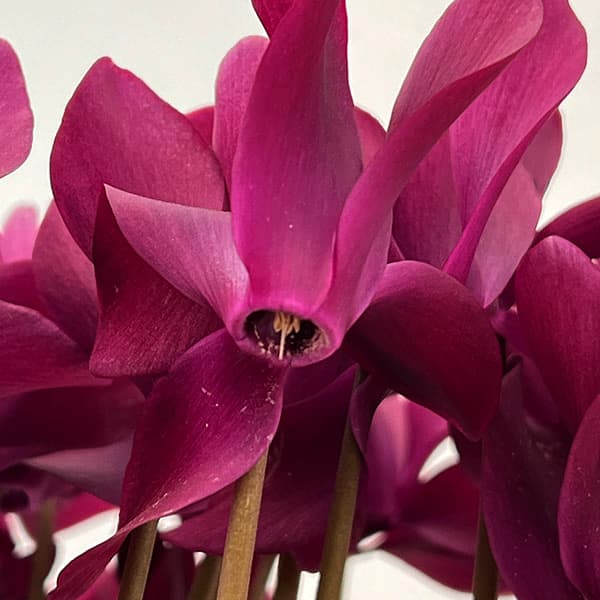 シクラメン:マドモアゼル ブラックレッド5号鉢