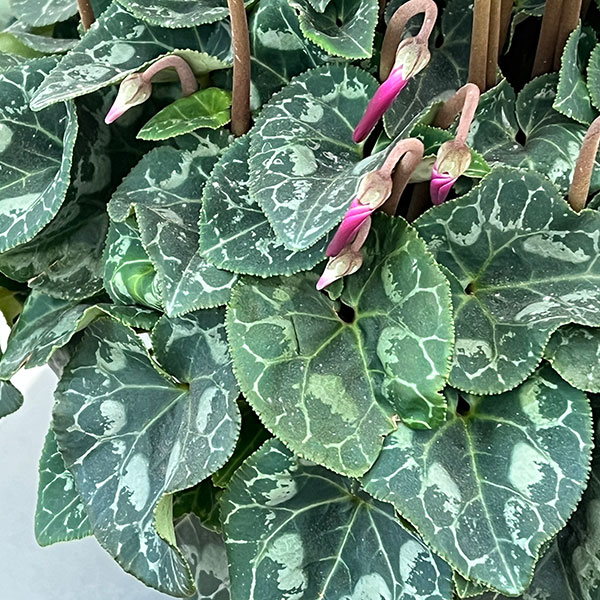 シクラメン:マドモアゼル ブラックレッド5号鉢