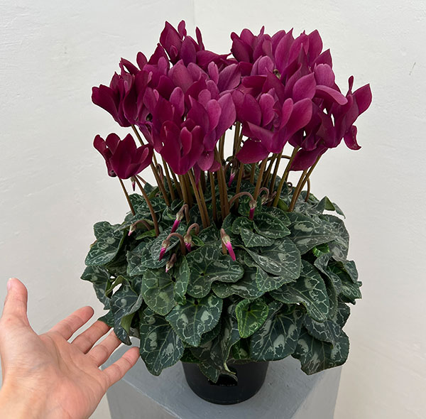 シクラメン:マドモアゼル ブラックレッド5号鉢