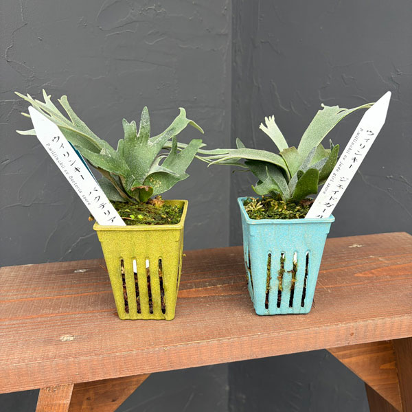 ビカクシダ（コウモリラン）：人気レアウィリンキーセット(バクテリアとジェイドガール)