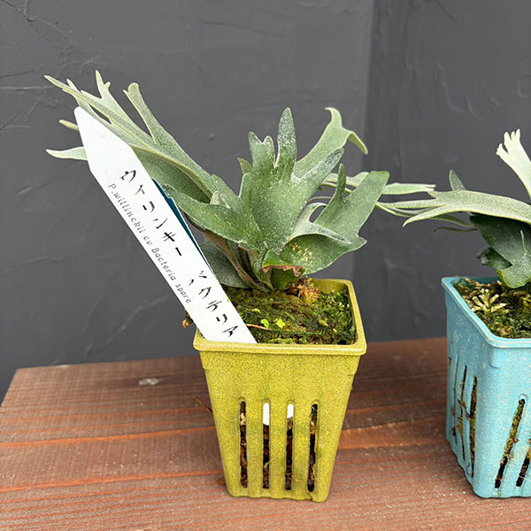 ビカクシダ（コウモリラン）：人気レアウィリンキーセット(バクテリアとジェイドガール)