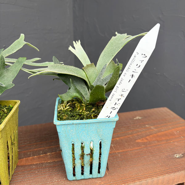 ビカクシダ（コウモリラン）：人気レアウィリンキーセット(バクテリアとジェイドガール)