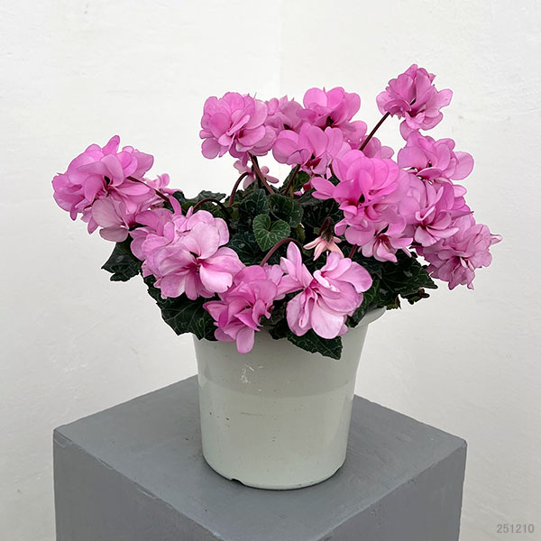 シクラメン（八重咲き）：ウインク ピンクハート（垂れ系）5号鉢植え