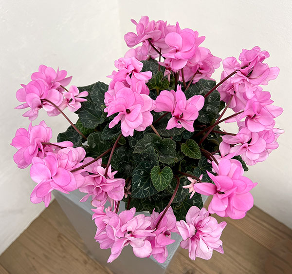 シクラメン（八重咲き）：ウインク ピンクハート（垂れ系）5号鉢植え