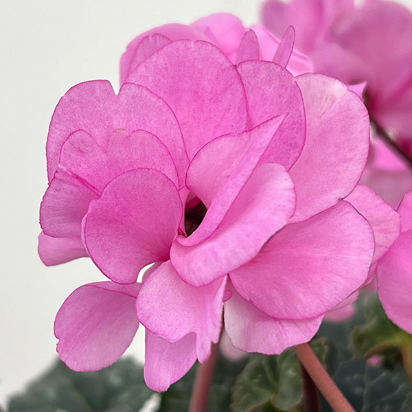 シクラメン（八重咲き）：ウインク ピンクハート（垂れ系）5号鉢植え