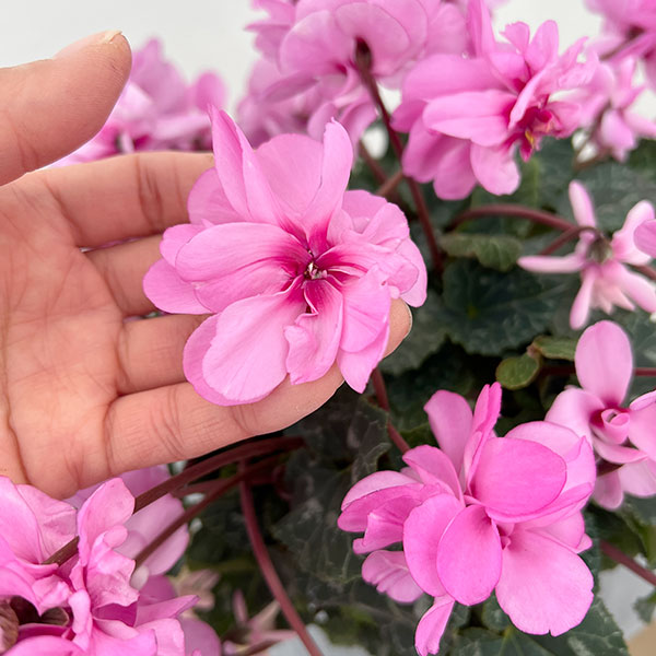 シクラメン（八重咲き）：ウインク ピンクハート（垂れ系）5号鉢植え