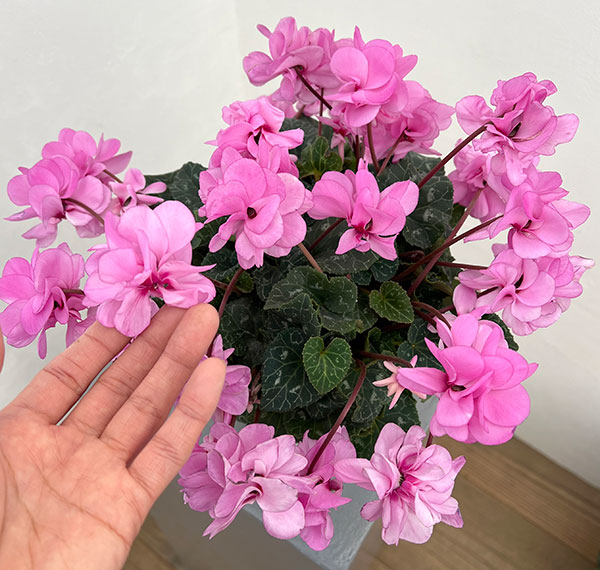 シクラメン（八重咲き）：ウインク ピンクハート（垂れ系）5号鉢植え