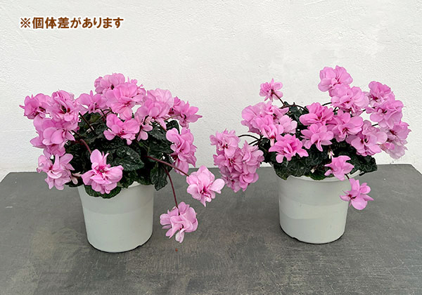シクラメン（八重咲き）：ウインク ピンクハート（垂れ系）5号鉢植え