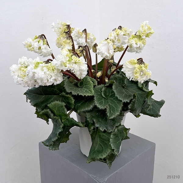 シクラメン：さかもと園芸さん試作株（25-07）垂れ咲き強フリンジ白花系　5号鉢植え【現品販売】