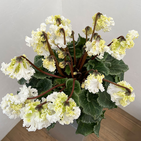 シクラメン：さかもと園芸さん試作株（25-07）垂れ咲き強フリンジ白花系　5号鉢植え【現品販売】