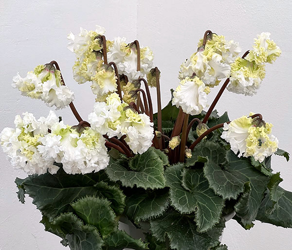 シクラメン：さかもと園芸さん試作株（25-07）垂れ咲き強フリンジ白花系　5号鉢植え【現品販売】