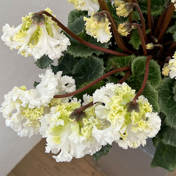 シクラメン：さかもと園芸さん試作株（25-07）垂れ咲き強フリンジ白花系　5号鉢植え【現品販売】