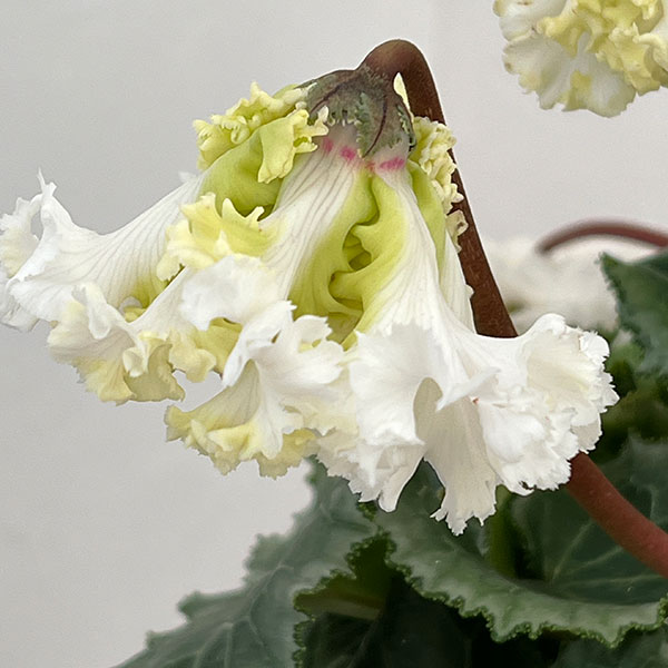 シクラメン：さかもと園芸さん試作株（25-07）垂れ咲き強フリンジ白花系　5号鉢植え【現品販売】