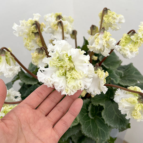 シクラメン：さかもと園芸さん試作株（25-07）垂れ咲き強フリンジ白花系　5号鉢植え【現品販売】