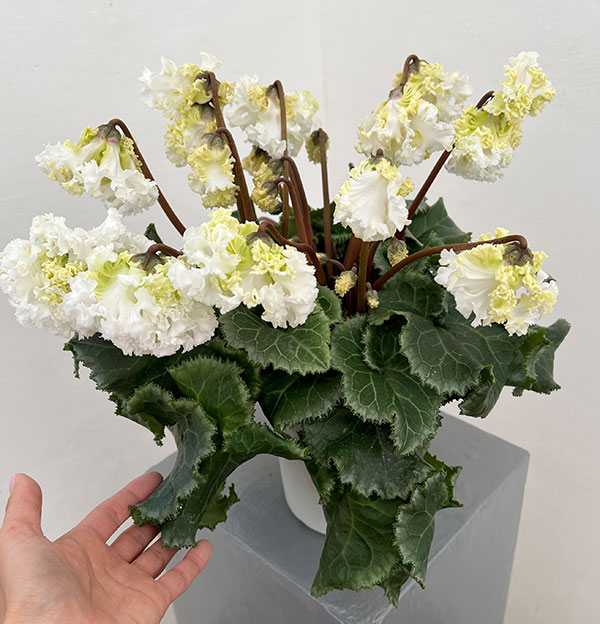 シクラメン：さかもと園芸さん試作株（25-07）垂れ咲き強フリンジ白花系　5号鉢植え【現品販売】