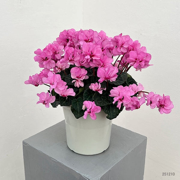 シクラメン（八重咲き）：ウインク ピンクハート（立ち系）5号鉢植え【現品販売】